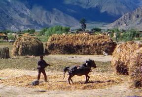 Repubblica Popolare della Cina. Trebbiatura dell'orzo con sistemi tradizionali.De Agostini Picture Library/G. Sioën Repubblica Popolare della Cina. Trebbiatura dell'orzo con sistemi tradizionali.De Agostini Picture Library/G. Sioën