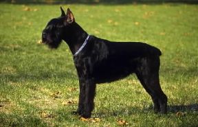 Schnauzer gigante.De Agostini Picture Library / C. Pozzoni Schnauzer gigante.De Agostini Picture Library / C. Pozzoni