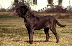 Cane. Mastino napoletano.De Agostini Picture Library/C. Pozzoni Cane. Mastino napoletano.De Agostini Picture Library/C. Pozzoni