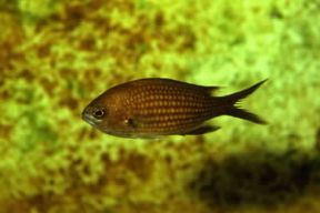 Castagnola. Esemplare di Chromis chromis.De Agostini Picture Library/A. Calegari Castagnola. Esemplare di Chromis chromis.De Agostini Picture Library/A. Calegari