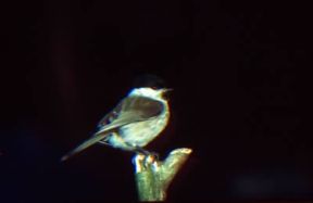 Cincia. Esemplare di Parus palustris.De Agostini Picture Library/A Calegari