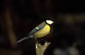 Cinciallegra (Parus major).De Agostini Picture Library/A. Calegari Cinciallegra (Parus major).De Agostini Picture Library/A. Calegari