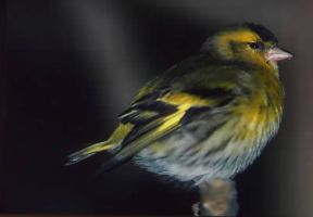 Fringillidi. Esemplare di lucherino (Carduelis spinus).De Agostini Picture Library/A. Calegari