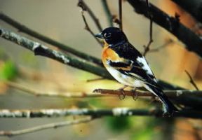 Fringillidi. Esemplare di peppola (Fringilla montifringilla).De Agostini Picture Library/A. Calegari