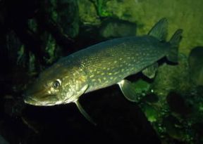 Luccio (Esox lucius).De Agostini Picture Library/A. Calegari