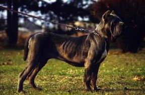 Mastino. Esemplare di mastino napoletano.De Agostini Picture Library/C. Pozzoni Mastino. Esemplare di mastino napoletano.De Agostini Picture Library/C. Pozzoni