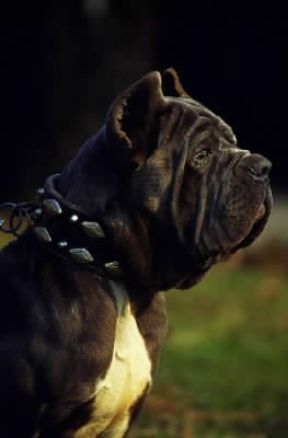 Mastino. Un mastino napoletano con il suo caratteristico muso corto.De Agostini Picture Library/C. Pozzoni Mastino. Un mastino napoletano con il suo caratteristico muso corto.De Agostini Picture Library/C. Pozzoni