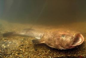 Rana pescatrice (Lophius piscatorius).De Agostini Picture Library/A. Calegari Rana pescatrice (Lophius piscatorius).De Agostini Picture Library/A. Calegari