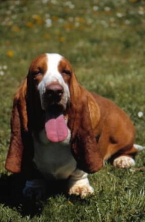 Basset hound. De Agostini Picture Library / C. Pozzoni Basset hound. De Agostini Picture Library / C. Pozzoni