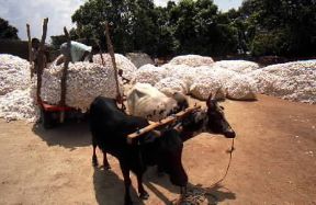 Burkina. Il trasporto del cotone nei punti di raccolta avviene ancora con mezzi tradizionali.De Agostini Picture Library/C. Sappa Burkina. Il trasporto del cotone nei punti di raccolta avviene ancora con mezzi tradizionali.De Agostini Picture Library/C. Sappa