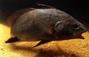 Corvina. De Agostini Picture Library / A. Calegari Corvina. De Agostini Picture Library / A. Calegari