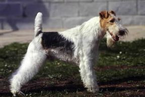 Fox terrier a pelo ruvido.De Agostini Picture Library/C. Pozzoni Fox terrier a pelo ruvido.De Agostini Picture Library/C. Pozzoni