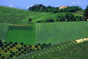 Piemonte. Paesaggio agricolo nei pressi di Diano d'Alba, nel Cuneese.De Agostini Picture Library/G. P. Cavallero Piemonte. Paesaggio agricolo nei pressi di Diano d'Alba, nel Cuneese.De Agostini Picture Library/G. P. Cavallero