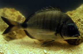 Sarago maggiore (Diplodus sargus).De Agostini Picture Library / A. Calegari Sarago maggiore (Diplodus sargus).De Agostini Picture Library / A. Calegari