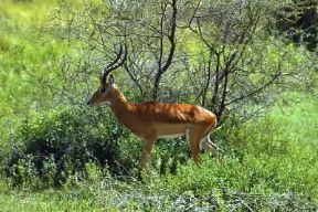 Impala . Esemplare di Aepyceros melampus.De Agostini Picture Library/F. Galardi Impala . Esemplare di Aepyceros melampus.De Agostini Picture Library/F. Galardi