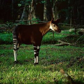 Okapi . Esemplare di Okapia johnstoni.De Agostini Picture Library/P. Jaccod Okapi . Esemplare di Okapia johnstoni.De Agostini Picture Library/P. Jaccod