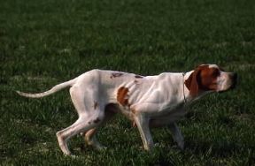 Pointer. De Agostini Picture Library/S. Vannini Pointer. De Agostini Picture Library/S. Vannini