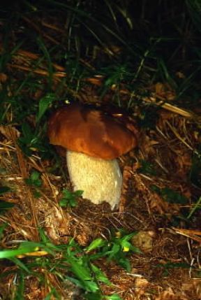 Porcino (Boletus pinicola).De Agostini Picture Library/M. Giovanoli Porcino (Boletus pinicola).De Agostini Picture Library/M. Giovanoli