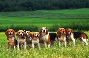 Beagle . Alcuni esemplari.De Agostini Picture Library/Simon Beagle . Alcuni esemplari.De Agostini Picture Library/Simon
