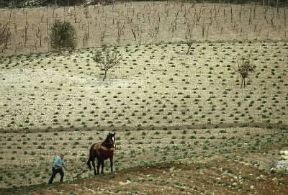 Aratura. Aratura di tipo primitivo.De Agostini Picture Library/C. Baraggi