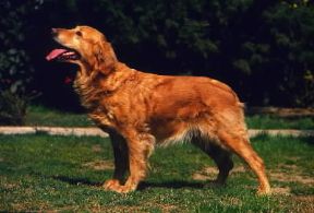 Golden retriever. Un esemplare dell'animale.De Agostini Picture Library / C. Pozzoni Golden retriever. Un esemplare dell'animale.De Agostini Picture Library / C. Pozzoni