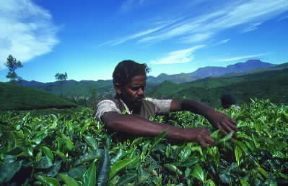 India . Contadino al lavoro in una piantagione di tè nello Stato del Kerala.De Agostini Picture Library/V. Degrandi India . Contadino al lavoro in una piantagione di tè nello Stato del Kerala.De Agostini Picture Library/V. Degrandi