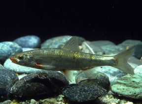 Lasca (Chondrostoma genei).De Agostini Picture Library/A. Calegari Lasca (Chondrostoma genei).De Agostini Picture Library/A. Calegari