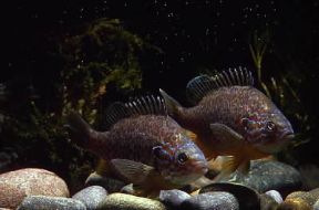 Persico. Esemplari di pesce persico sole (Eupomotis gibbosus).De Agostini Picture Library/A. Calegari Persico. Esemplari di pesce persico sole (Eupomotis gibbosus).De Agostini Picture Library/A. Calegari