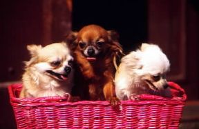Cane. Chihuahua a pelo lungo.De Agostini Picture Library/C. Pozzoni Cane. Chihuahua a pelo lungo.De Agostini Picture Library/C. Pozzoni