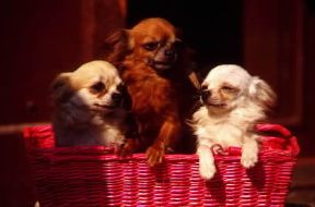 Chihuahua a pelo lungo.De Agostini Picture Library/C. Pozzoni Chihuahua a pelo lungo.De Agostini Picture Library/C. Pozzoni
