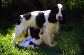 Cocker spaniel .De Agostini Picture Library/C. Pozzoni Cocker spaniel .De Agostini Picture Library/C. Pozzoni