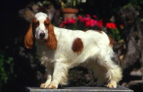 Cocker spaniel . Sono diversi i colori che possono contraddistinguere questo animale.De Agostini Picture Library/C. Pozzoni Cocker spaniel . Sono diversi i colori che possono contraddistinguere questo animale.De Agostini Picture Library/C. Pozzoni