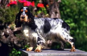 Cocker spaniel . Animale di piccola mole, la sua altezza non supera i 40 cm.De Agostini Picture Library/C. Pozzoni Cocker spaniel . Animale di piccola mole, la sua altezza non supera i 40 cm.De Agostini Picture Library/C. Pozzoni