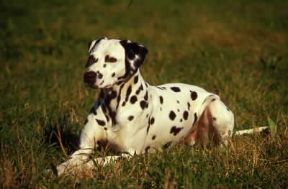 Dalmata. Un esemplare della razza.De Agostini Picture Library / C. Pozzoni Dalmata. Un esemplare della razza.De Agostini Picture Library / C. Pozzoni