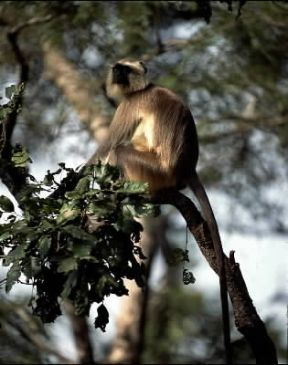 Entello (Presbytis entellus).De Agostini Picture Library/P. Jaccod