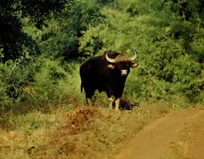 Gaur (Bos gaurus).De Agostini Picture Library/P. Jaccod Gaur (Bos gaurus).De Agostini Picture Library/P. Jaccod
