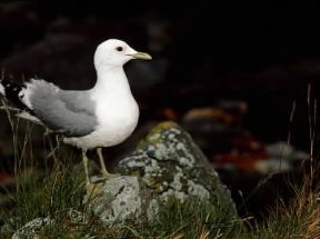 Gavina (Larus canus).De Agostini Picture Library/R. Longo Gavina (Larus canus).De Agostini Picture Library/R. Longo