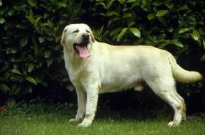 Labrador retriever .De Agostini Picture Library/C. Pozzoni Labrador retriever .De Agostini Picture Library/C. Pozzoni