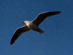 Volo di un gabbiano reale (Larus argentatus).De Agostini Picture Library/R. Longo Volo di un gabbiano reale (Larus argentatus).De Agostini Picture Library/R. Longo