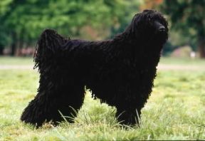 a pelo cordato. Barbone De Agostini Picture Library / Simon a pelo cordato. Barbone De Agostini Picture Library / Simon