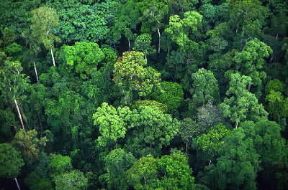 Foresta di Mayombe nel Congo.De Agostini Picture Library/M. Bertinetti Foresta di Mayombe nel Congo.De Agostini Picture Library/M. Bertinetti