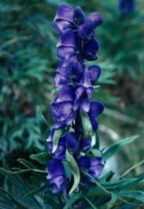 Aconito. Esemplare di Aconitum napellus.De Agostini Picture Library/L. Galperti Aconito. Esemplare di Aconitum napellus.De Agostini Picture Library/L. Galperti