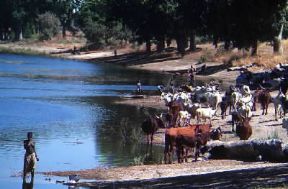 Camerun. Bestiame all'abbeveraggio nella zona di Yagoua.De Agostini Picture Library/C. Sappa Camerun. Bestiame all'abbeveraggio nella zona di Yagoua.De Agostini Picture Library/C. Sappa