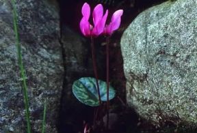 Ciclamino (Cyclamen europaeum).De Agostini Picture Library/L. Galperti