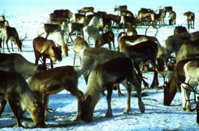 Finlandia. Allevamento di renne a Inari, in Lapponia.De Agostini Picture Library/S. Vannini