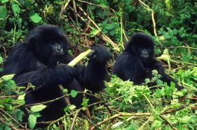 Gorilla di montagna.De Agostini Picture Library / S. Vannini Gorilla di montagna.De Agostini Picture Library / S. Vannini