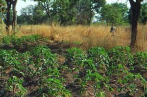 Igname coltivato a Natitingou, nel Benin.De Agostini Picture Library/C. Sappa