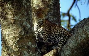 Leopardo (Panthera parduso Felix pardus).De Agostini Picture Library/F. Galardi Leopardo (Panthera parduso Felix pardus).De Agostini Picture Library/F. Galardi