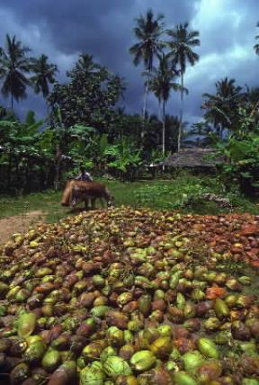 Tanzania. Raccolta delle noci di cocco nell'isola di Zanzibar.De Agostini Picture Library/S. Vannini Tanzania. Raccolta delle noci di cocco nell'isola di Zanzibar.De Agostini Picture Library/S. Vannini