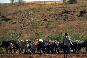 Tanzania. Bovini al pascolo tra Ngorongoro e Arusha.De Agostini Picture Library/S. Vannini Tanzania. Bovini al pascolo tra Ngorongoro e Arusha.De Agostini Picture Library/S. Vannini